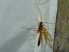 Ctenopelmatinae