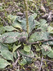 Primula clevelandii gracilis