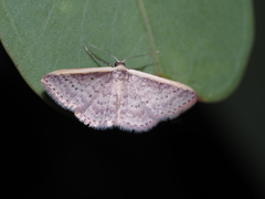 Idaea nephelota