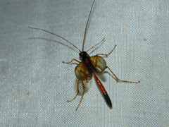 Ctenopelmatinae