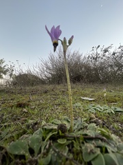 Primula clevelandii gracilis