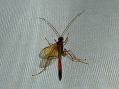Ctenopelmatinae