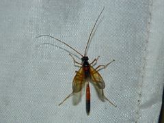 Ctenopelmatinae