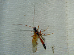 Ctenopelmatinae
