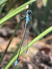 Ischnura heterosticta