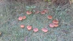 Suillus salmonicolor