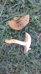 Suillus salmonicolor