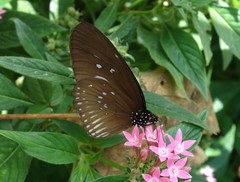 Euploea eyndhovii