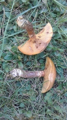 Suillus salmonicolor