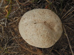 Sclerodermataceae