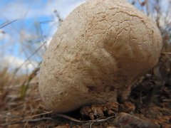 Sclerodermataceae