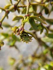 Asphondylia digitata