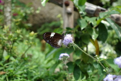 Euploea radamanthus