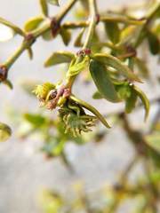 Asphondylia digitata