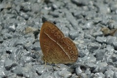 Mycalesis janardana