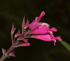 Salvia involucrata