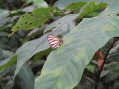 Arawacus lincoides