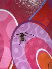 Lagocheirus araneiformis