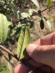 Frangula californica californica