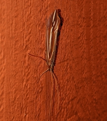 Psychoglypha bella