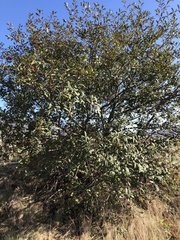 Frangula californica californica