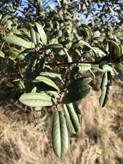 Frangula californica californica