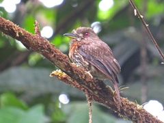 Malacoptila panamensis