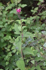 Salvia involucrata