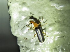 Podabrus brunnicollis