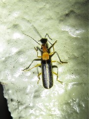 Podabrus brunnicollis