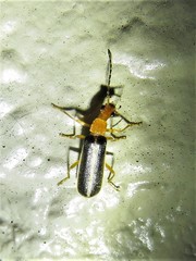 Podabrus brunnicollis