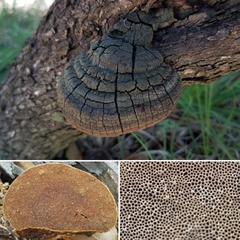 Phellinus badius