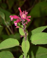 Salvia involucrata