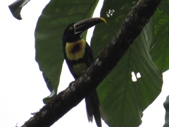 Pteroglossus torquatus