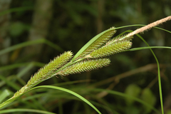 Carex chathamica