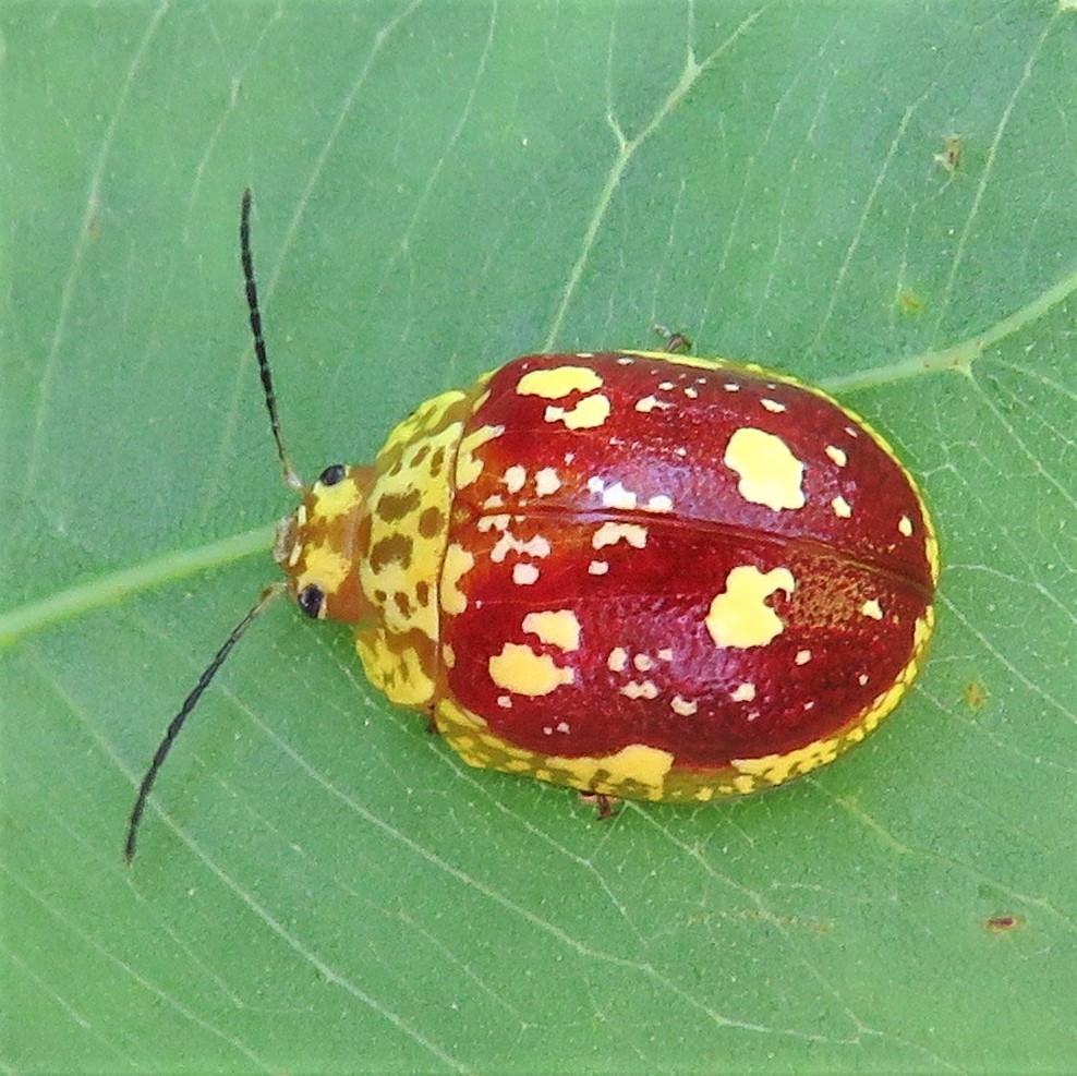 Eucalypt Leaf Beetle (Leaf Beetles (Chrysomelinae) of Victoria