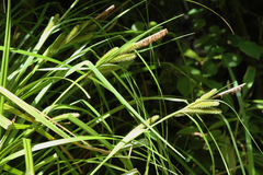 Carex chathamica