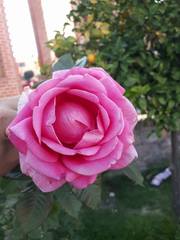 Rosa