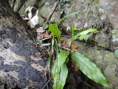 Calanthe arisanensis