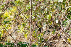 Cyanocompsa parellina