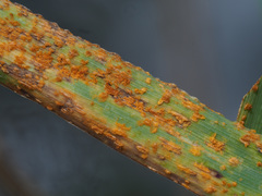 Puccinia brachypodii poae-nemoralis