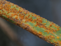 Puccinia brachypodii poae-nemoralis