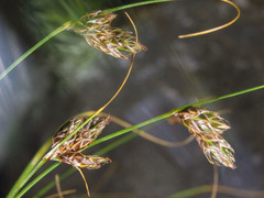 Carex colensoi