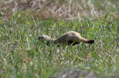 Mustela eversmanii