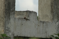 Sceloporus serrifer