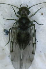 Ectopsocus briggsi
