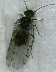 Ectopsocus briggsi