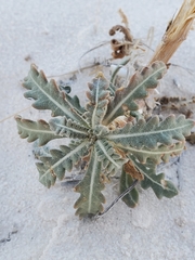 Mentzelia procera