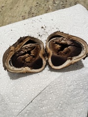 Geastrum fuscoglebum