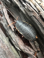 Polyzosteria limbata